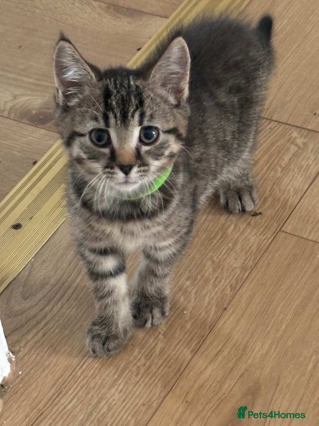 American Shorthair cats for sale: Ready to leave 2 boy kittens left  in Ilford - Image 14