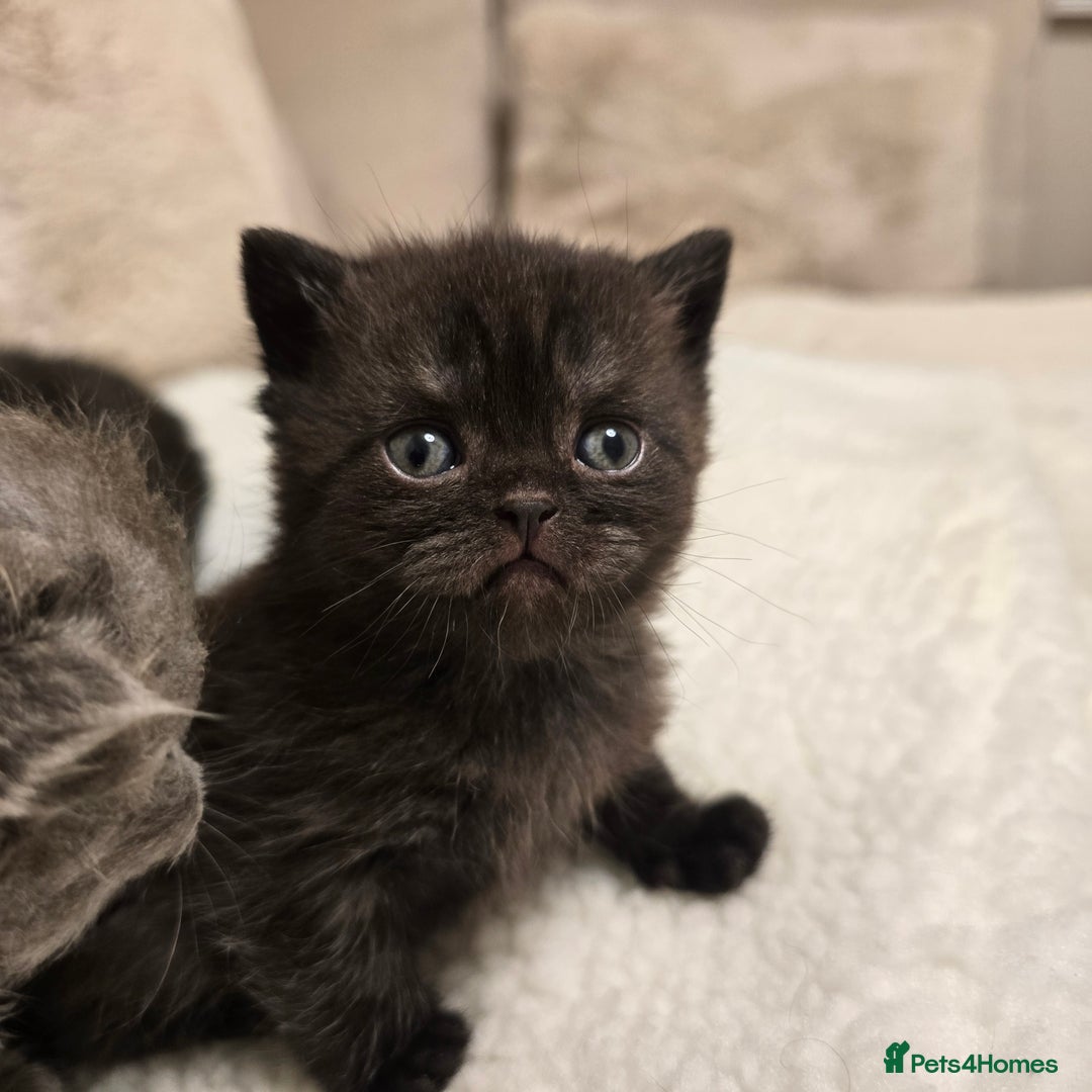 British Shorthair cats for sale: ✨️RARE✨️Black smoke BSH and 1 blue longhair - Advert 16