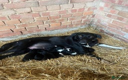 Mixed Breed dogs for sale: Collie puppies for sale - Image 9