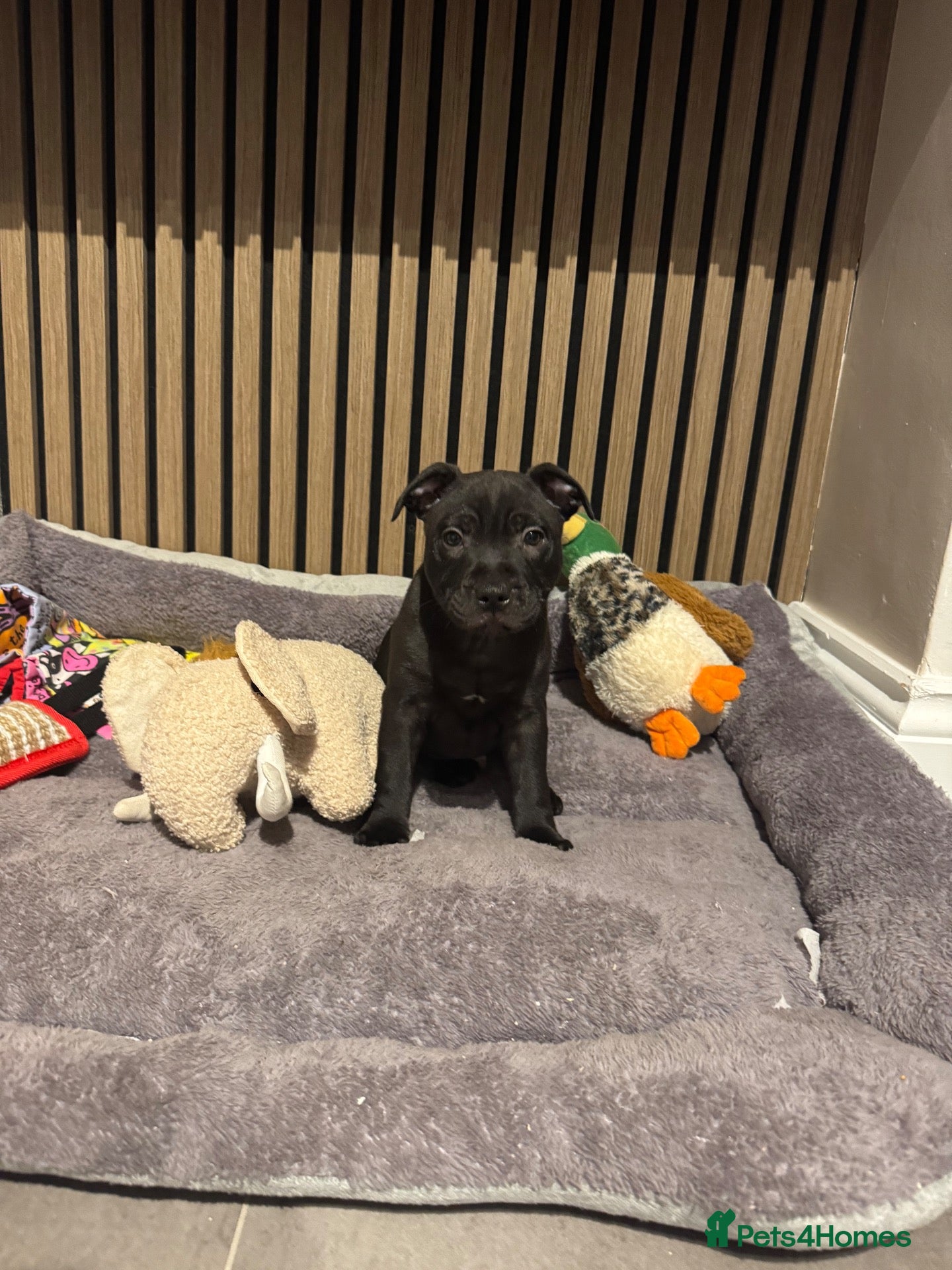 Staffordshire Bull Terrier dogs Stunning black male  - Advert 2