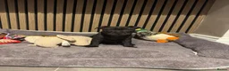 Staffordshire Bull Terrier dogs for sale: Stunning black male  - Advert 1