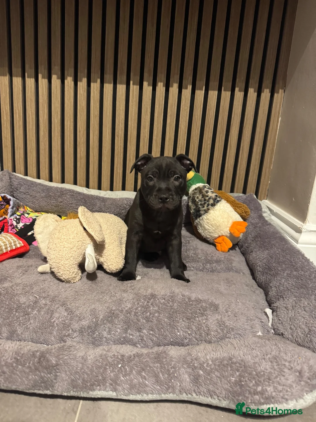 Staffordshire Bull Terrier dogs for sale: Stunning black male  - Advert 1