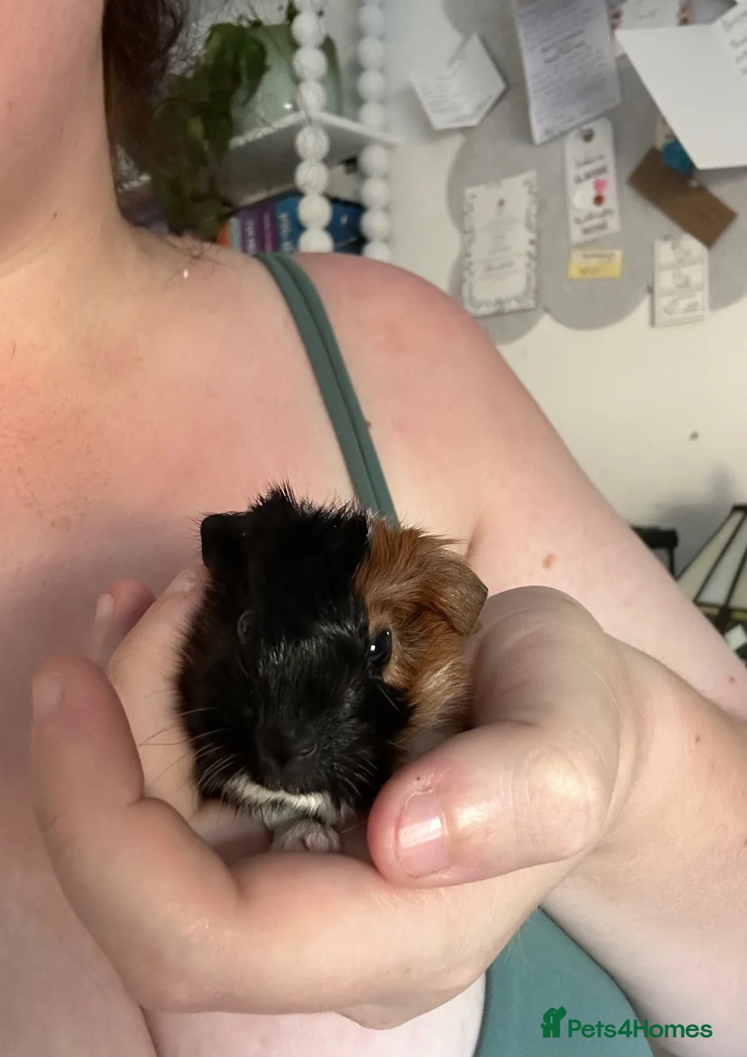 Guinea Pig rodents for sale: Guinea pig brothers for rehoming in Cambridge - Advert 5