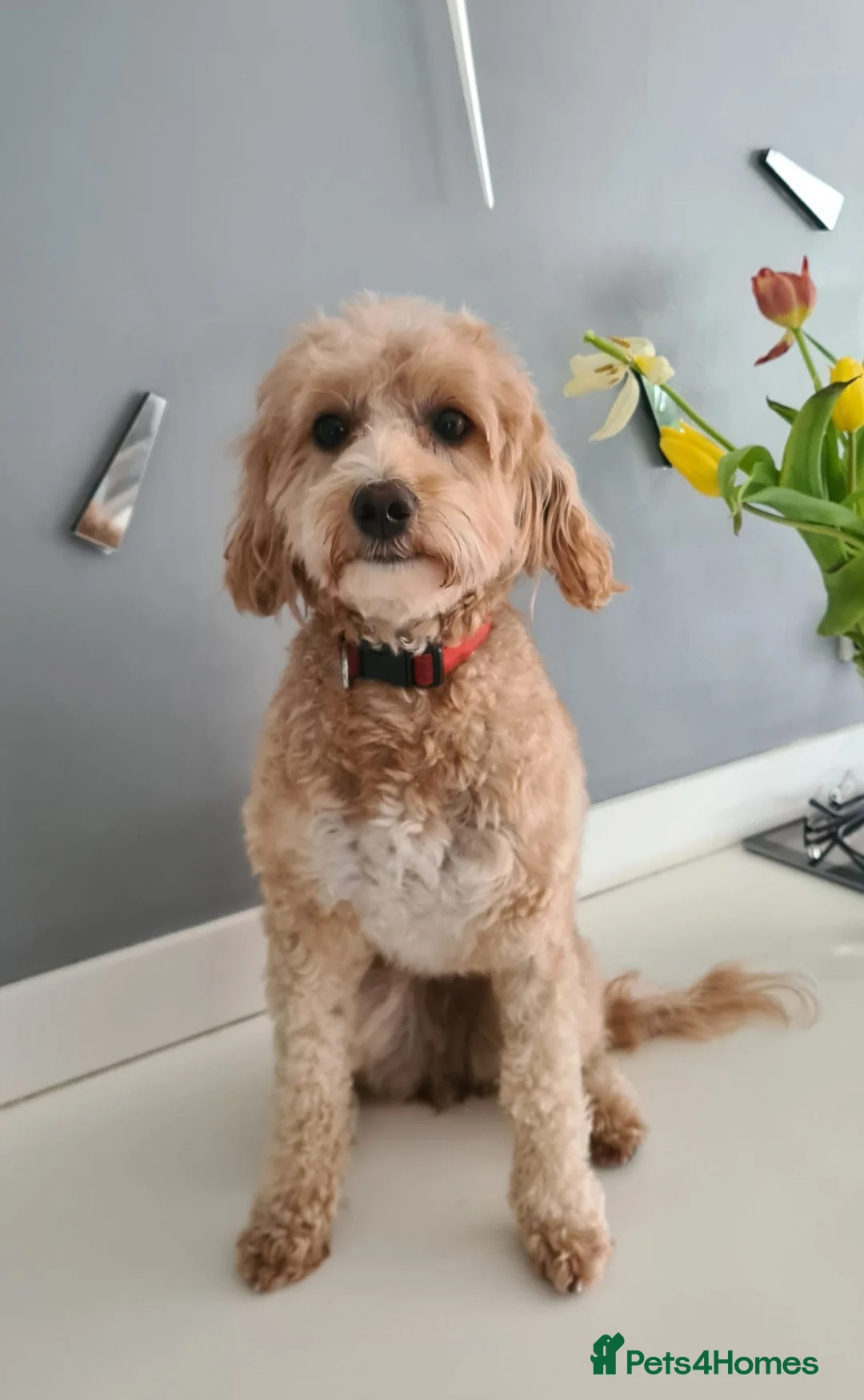 Cockapoo dogs for sale: 2 female cockapoo puppies 6 weeks - Advert 5