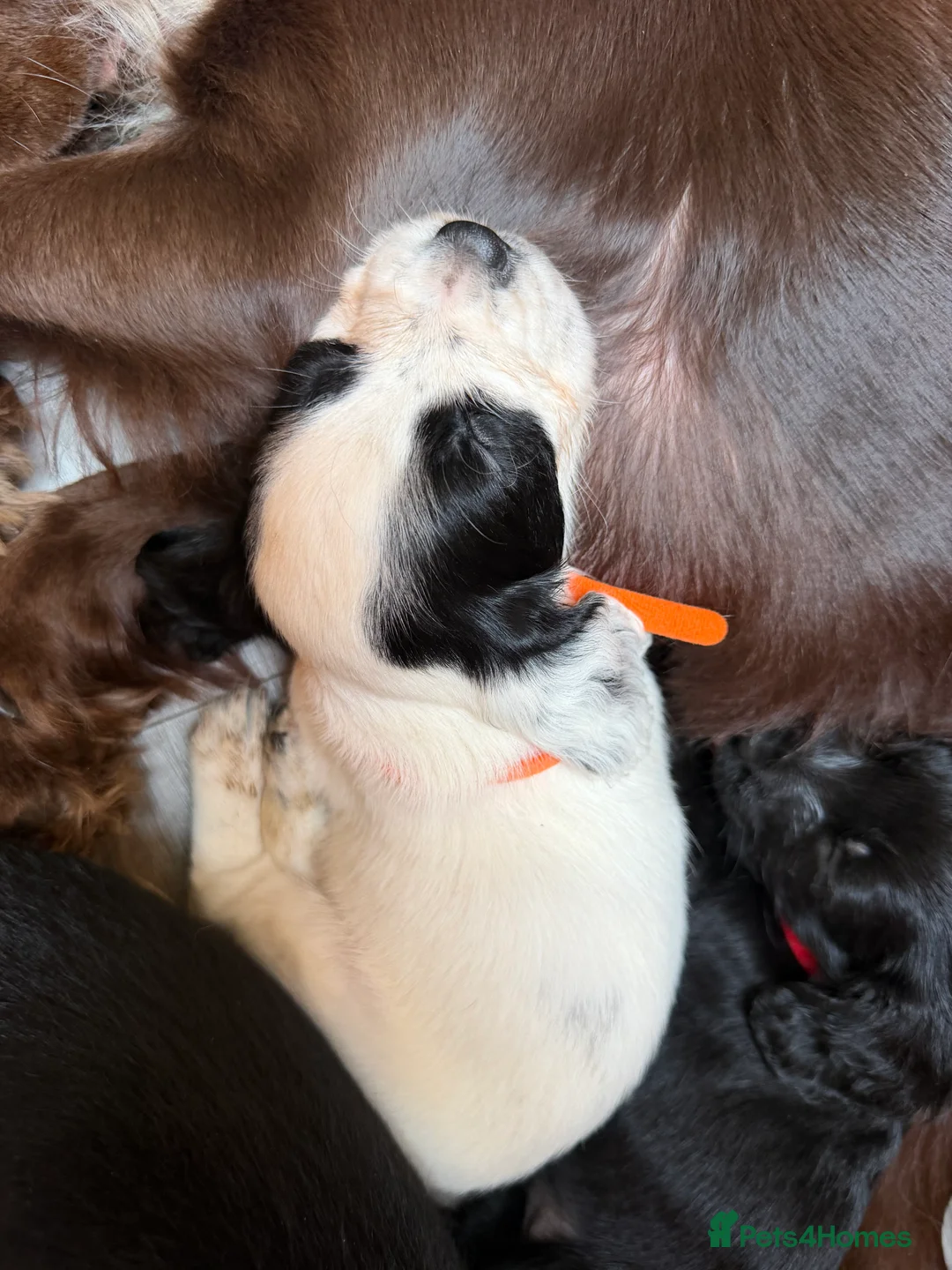 Cocker Spaniel dogs for sale: Beautiful Cocker Spaniel Puppies  - Advert 14