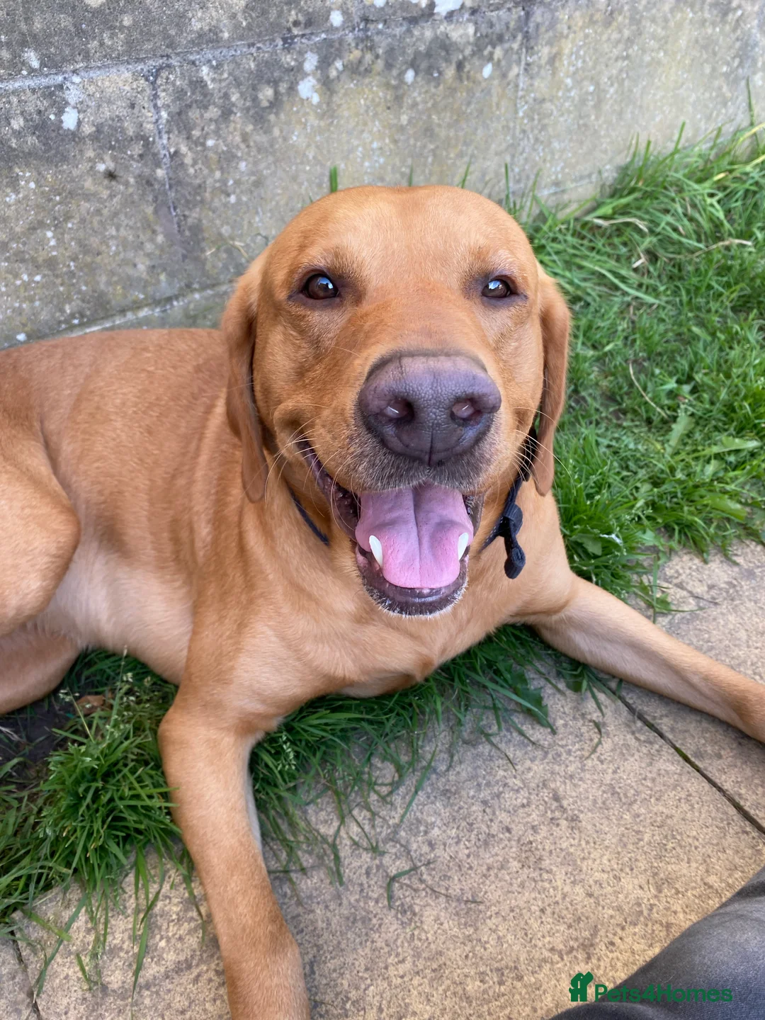 Labrador Retriever dogs for stud: Health Tested KC Fox Red Labrador for Stud in Warminster - Advert 2