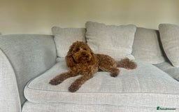 Toy Poodle dogs for stud: Kc health tested fox red Toy poodle for stud  - Image 4