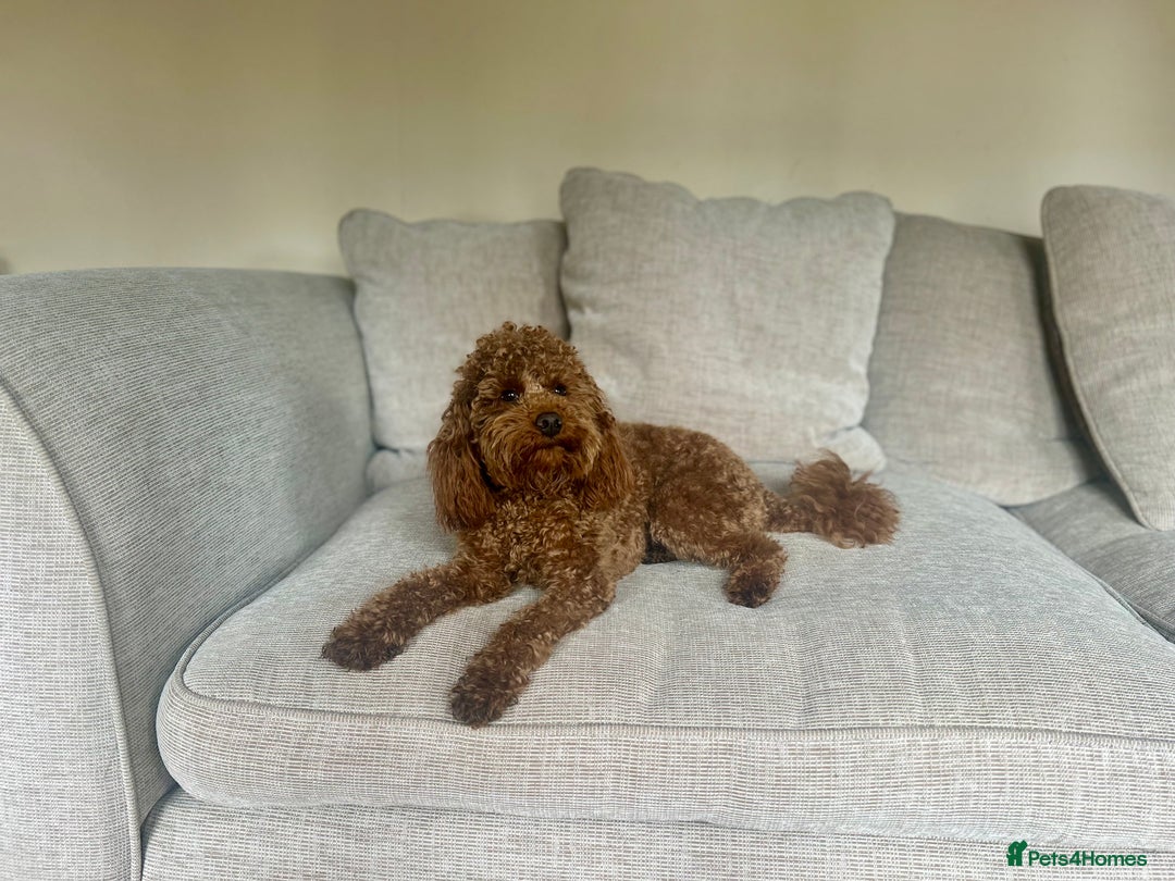 Toy Poodle dogs for stud: Kc health tested fox red Toy poodle for stud  - Image 4