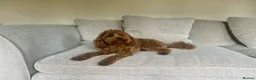 Toy Poodle dogs for stud: Kc health tested fox red Toy poodle for stud  - Advert 5