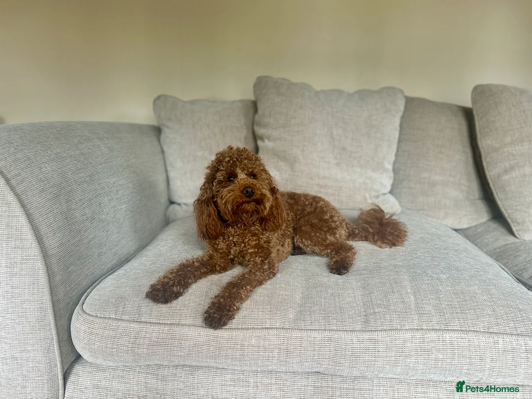Toy Poodle dogs for stud: Kc health tested fox red Toy poodle for stud  - Advert 5