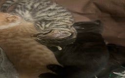 Mixed Breed cats for sale: Mixed breed kittens for sale  - Image 7