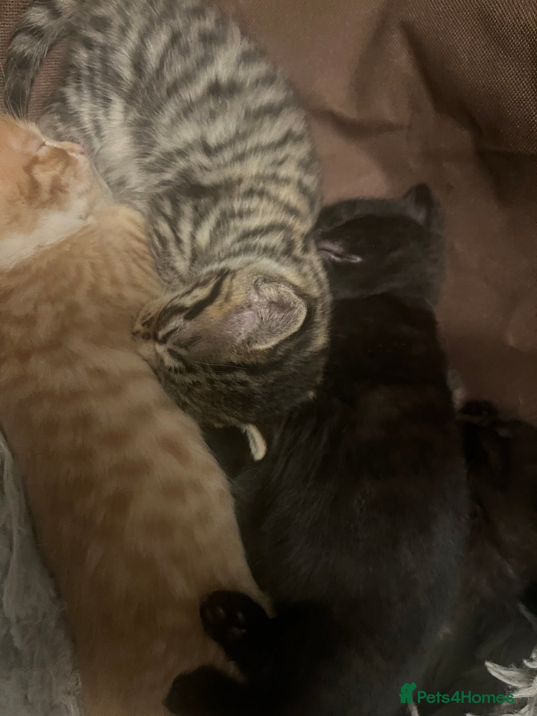 Mixed Breed cats for sale: Mixed breed kittens for sale  - Image 7