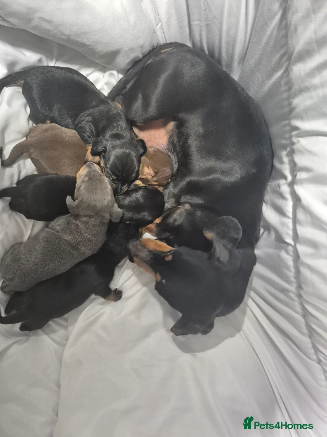 Miniature Dachshund dogs for sale: Beautiful daschund puppies ready to leave  - Advert 8