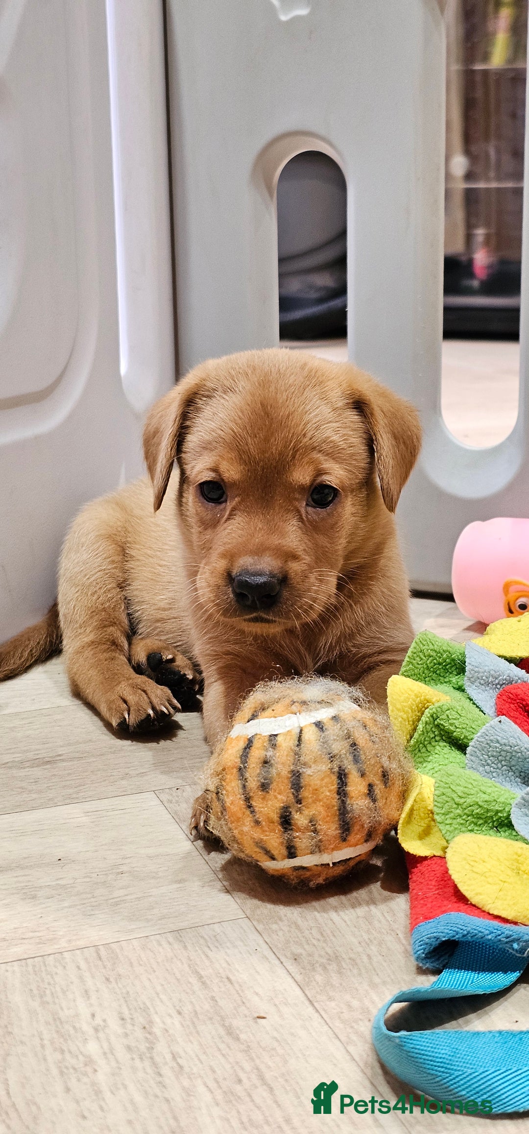 Labrador Retriever dogs for sale: ONLY 1 BEAUTIFUL KC FOX RED GIRL LAB AVAILABLE - Image 19
