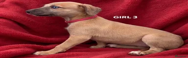 Mixed Breed 4