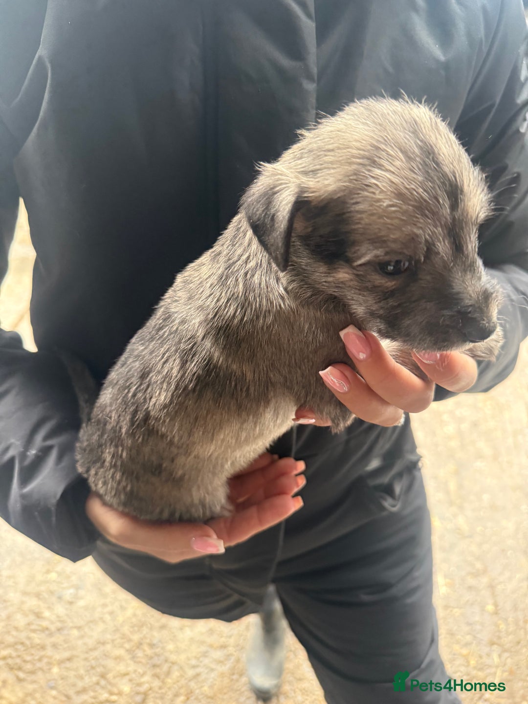 Whippet dogs for sale: Bedlington whippet puppies  - Advert 12