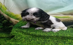 Cocker Spaniel dogs for sale: Show Type blue/Tri/chocolate Roan Cocker Spaniels  - Image 7