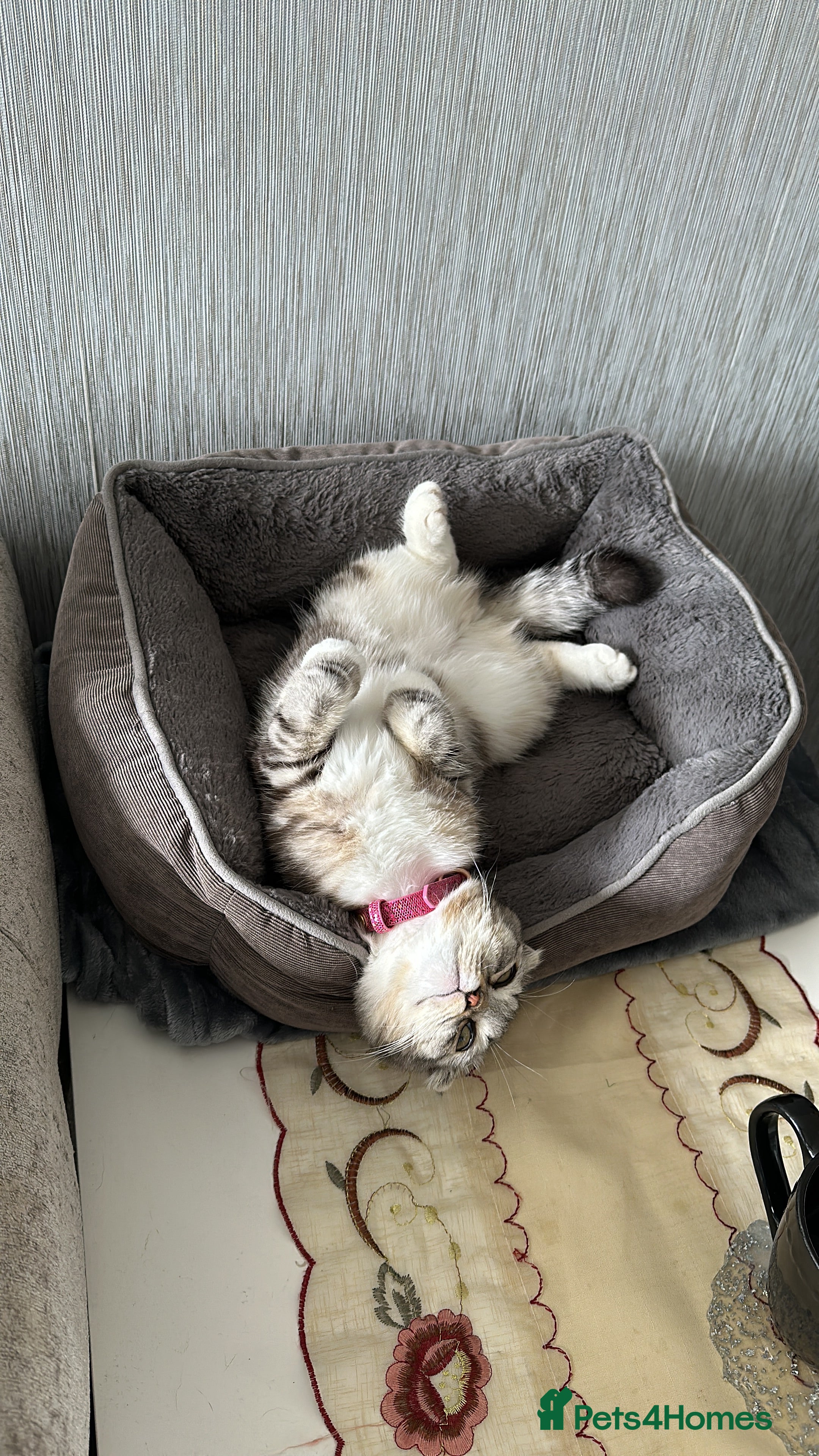 Scottish Fold cats Lexy Scotish Fold Cat **Reserved ** - Advert 5