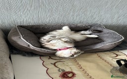 Scottish Fold cats for sale: Lexy Scotish Fold Cute Cat for Sale - Advert 1