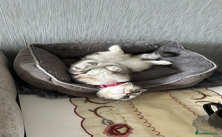 Scottish Fold cats Lexy Scotish Fold Cute Cat for Sale - Advert 2