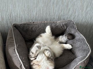 Scottish Fold cats Lexy Scotish Fold Cute Cat for Sale - Advert 4