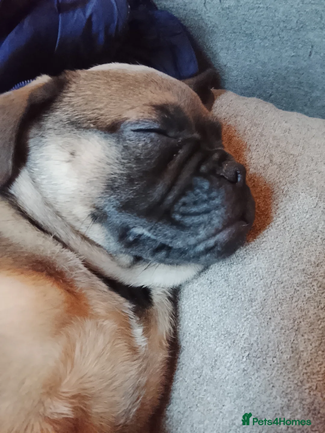 Frug dogs for sale: Frug puppy  - Advert 4