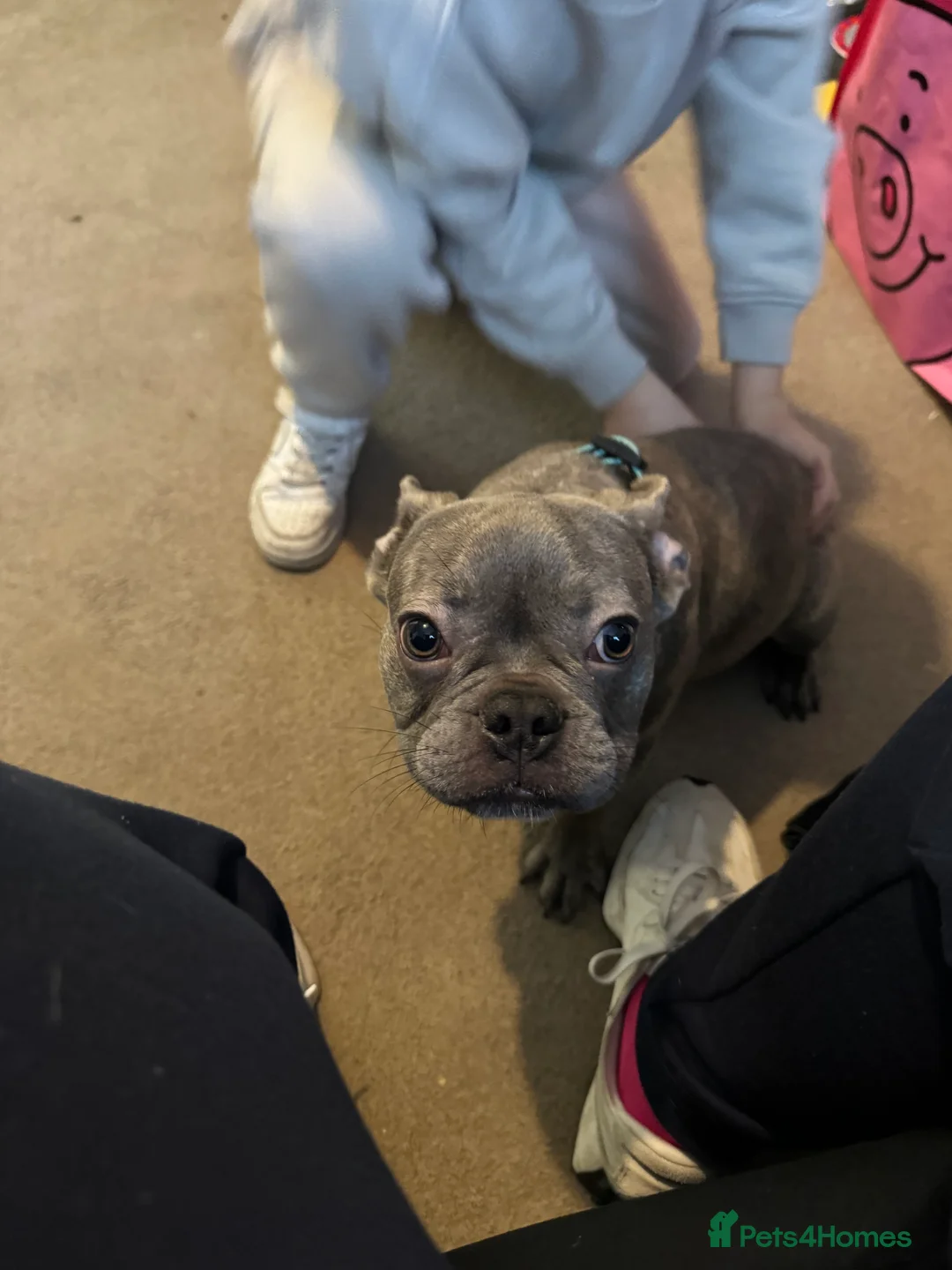 French Bulldog dogs for sale: Male kc reg blue/merle frenchbulldog - Advert 4