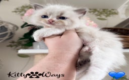 Ragdoll cats for sale: 🐾🩷*TICA REG* LYNX TABBY EU RAGDOLL KITTENS🩵🐾 - Image 26
