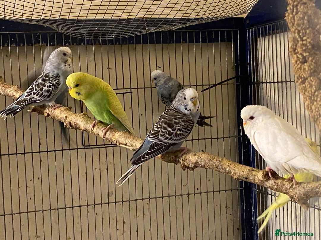 Budgerigars birds for sale: 7 Baby budgies for sale  - Advert 8