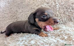 Miniature Dachshund dogs for sale: Beautiful Mini Daschounds Babies For Sale - Image 3