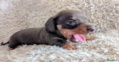 Miniature Dachshund dogs - Advert 8