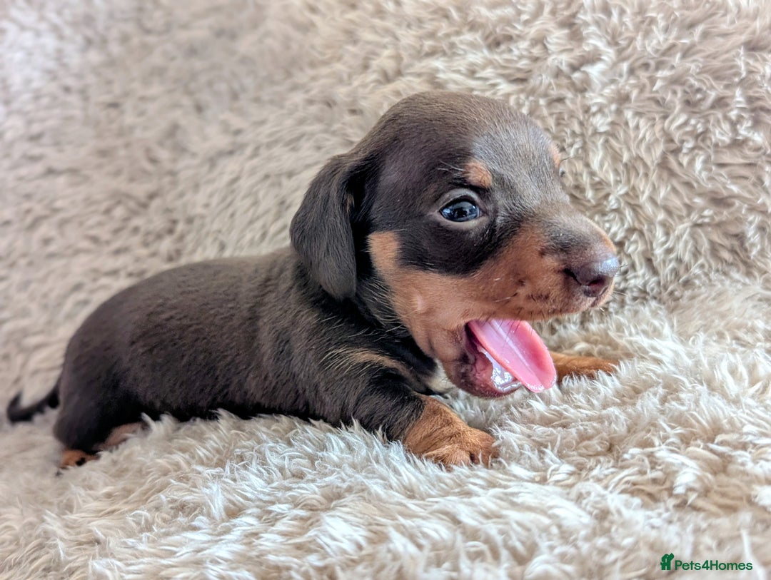 Miniature Dachshund dogs for sale: Beautiful Mini Daschounds Babies For Sale - Image 3
