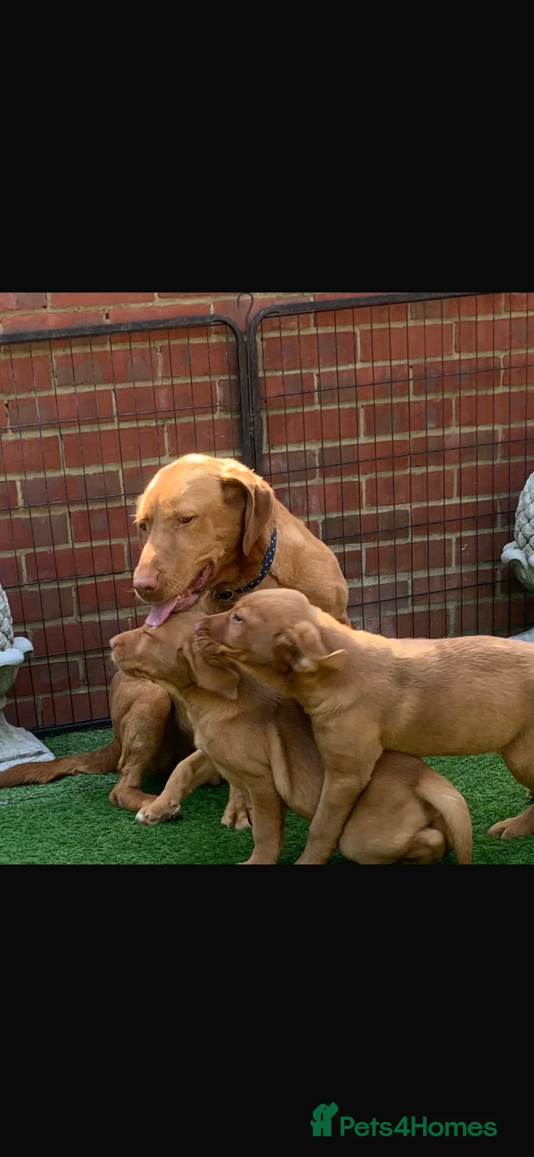 Labrador Retriever dogs for sale: Fox red Labrador  in Chichester - Advert 1