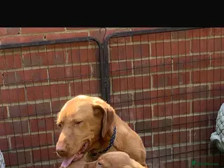 Labrador Retriever dogs Fox red Labrador - Advert 3