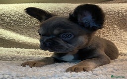French Bulldog dogs for sale: Beautiful Fluffy Frenchie Pups - Advert 36