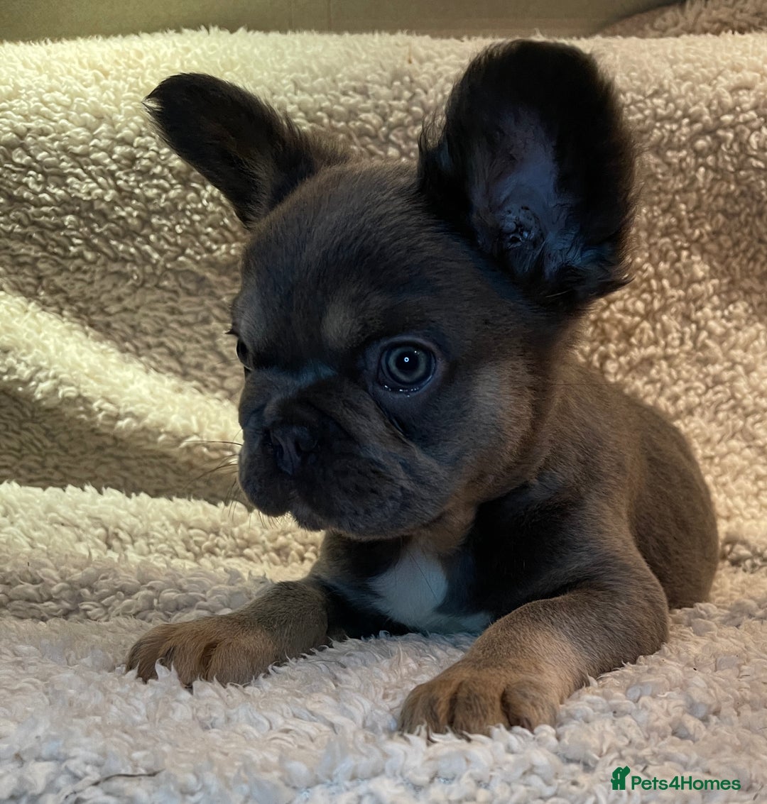 French Bulldog dogs for sale: Beautiful Fluffy Frenchie Pups - Advert 36