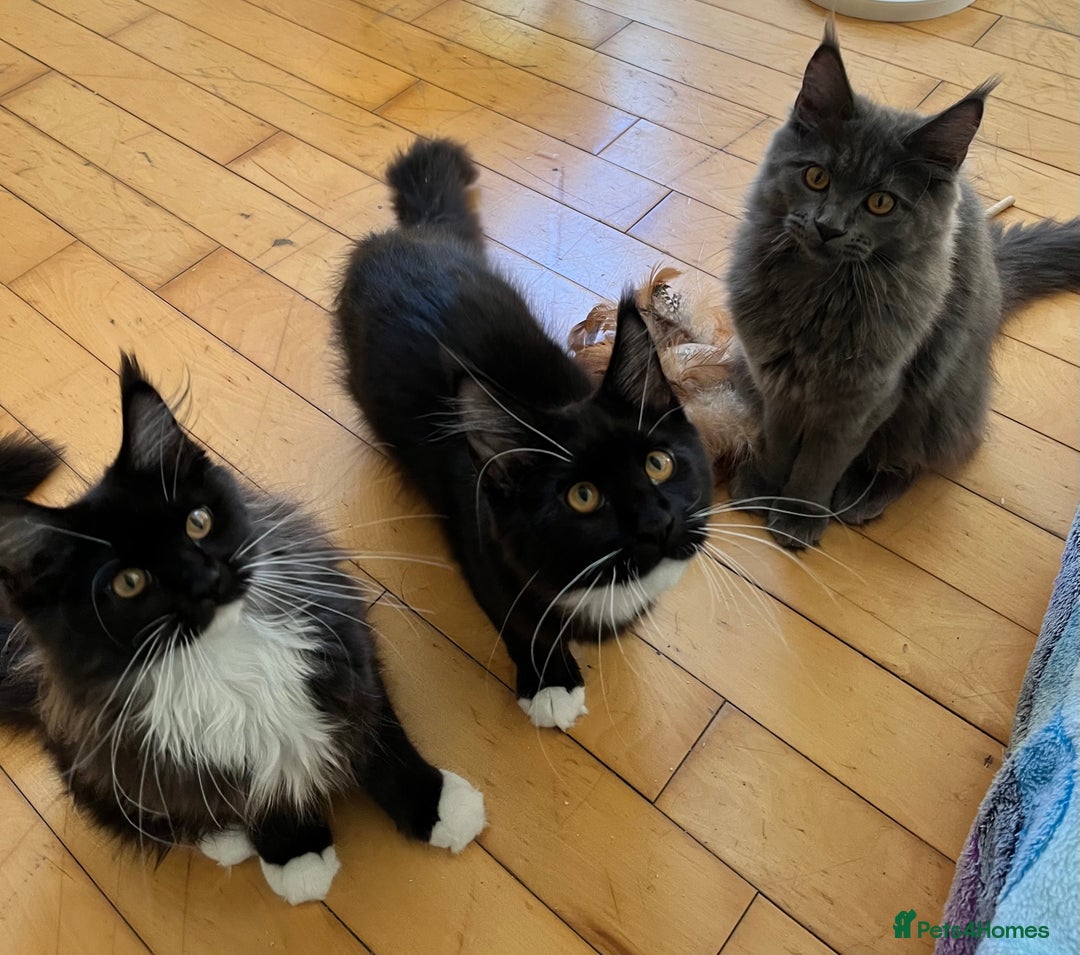 Maine Coon cats for sale: GCCF active / domestic Maine Coon  - Image 4