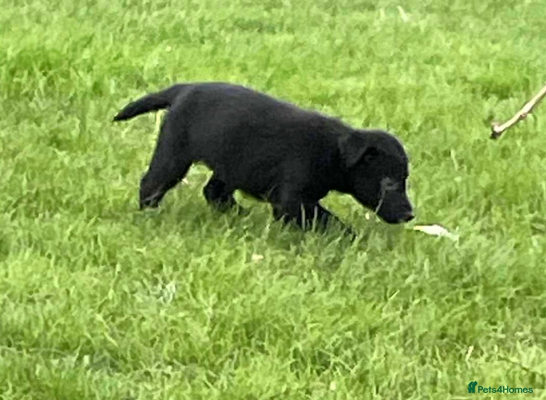 Labrador Retriever dogs for sale: Fabulous Lab x Border Collies - Advert 9