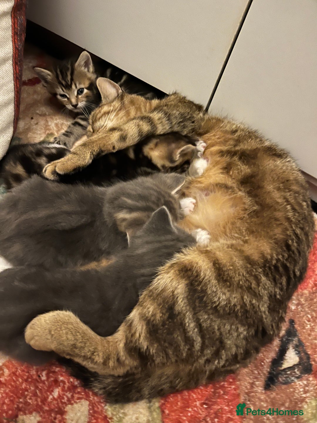 British Shorthair cats for sale: Gorgeous friendly kittens - Image 19