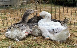 Geese poultry for sale: Sebastapol Toulouse Gosling  Geese - Image 1