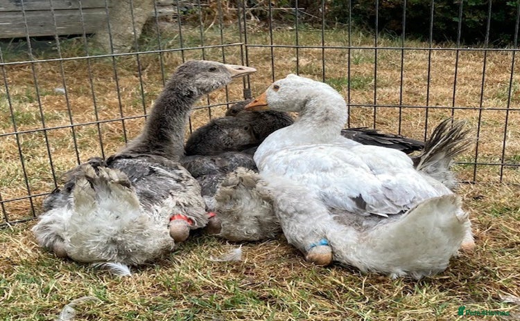 Geese poultry - Advert 1