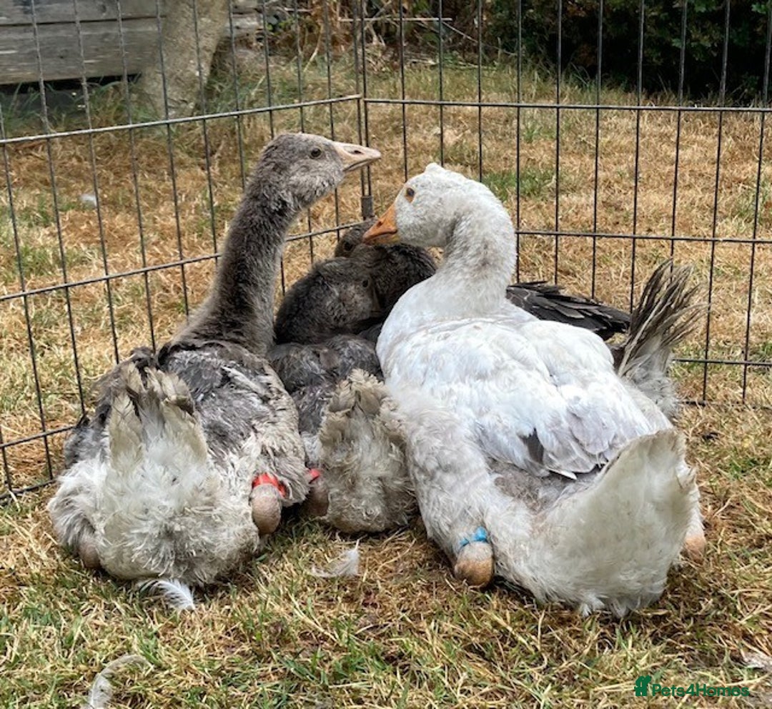 Geese poultry for sale: Sebastapol Toulouse Gosling  Geese - Image 1