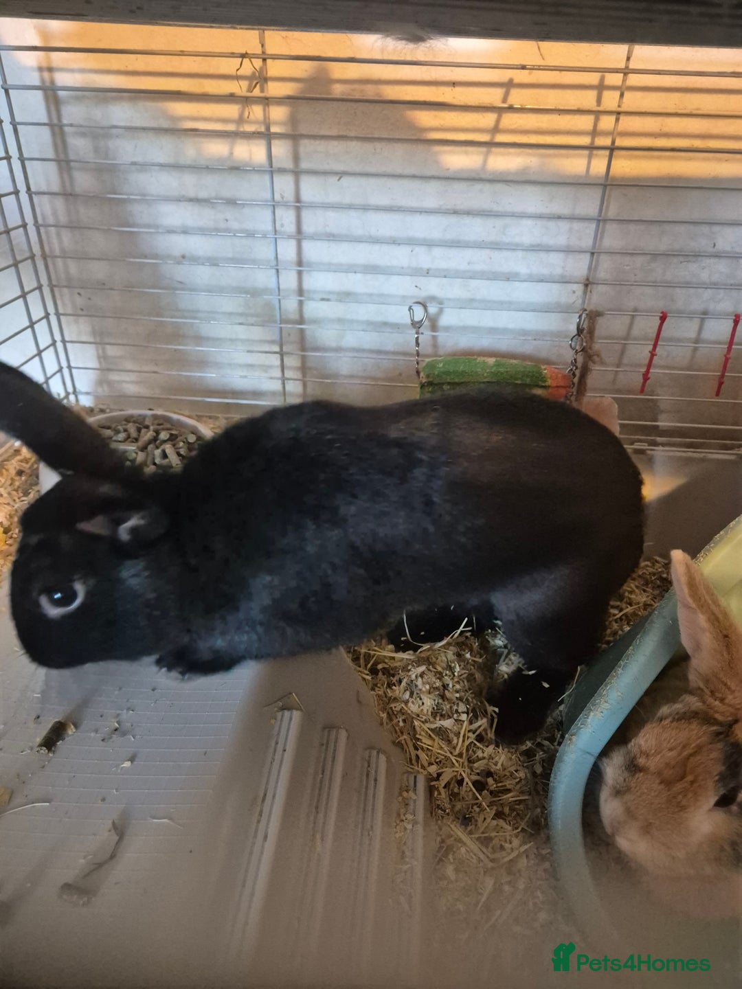 Havana rabbits for sale: Male Rabbits - Advert 4
