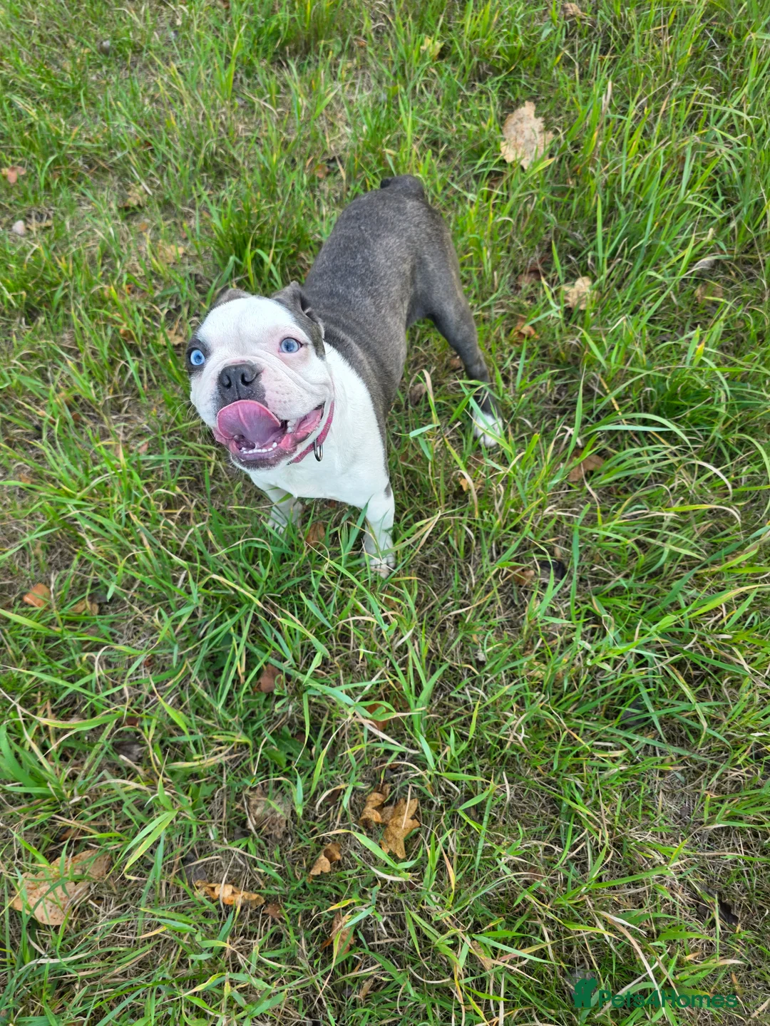 Boston Terrier dogs for stud: Kc registered blue white boy - Advert 3