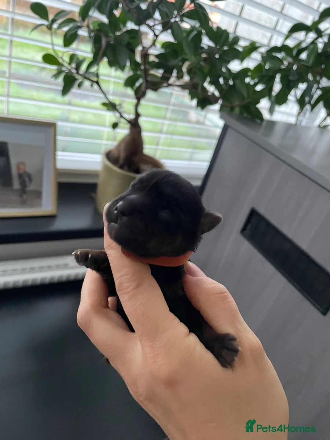 Yorkshire Terrier dogs for sale: pure breed yorkshire terrier  - Advert 17