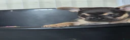 French Bulldog dogs for sale: French bulldog Puppies.  - Advert 28
