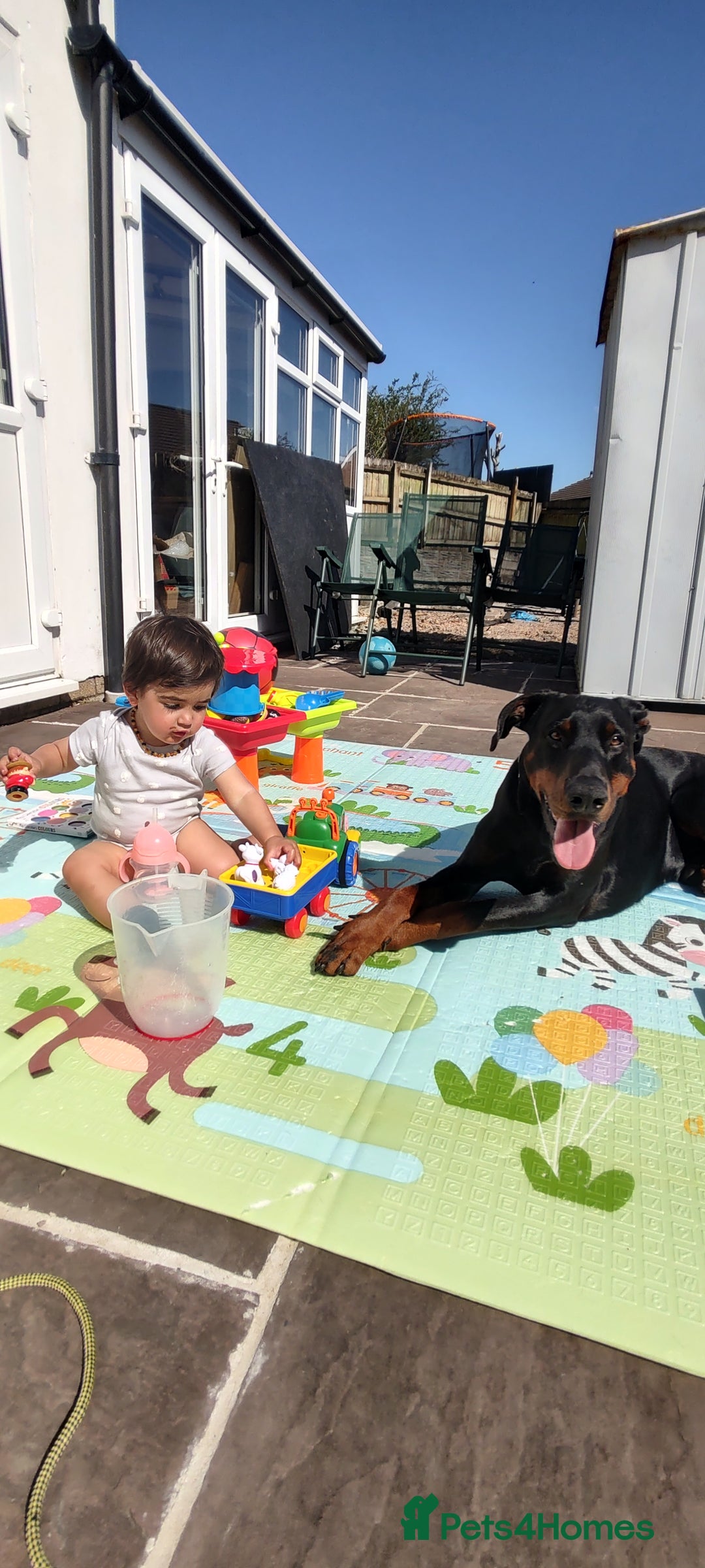Dobermann dogs for sale: 4 year old Male Doberman looking for forever home - Image 23