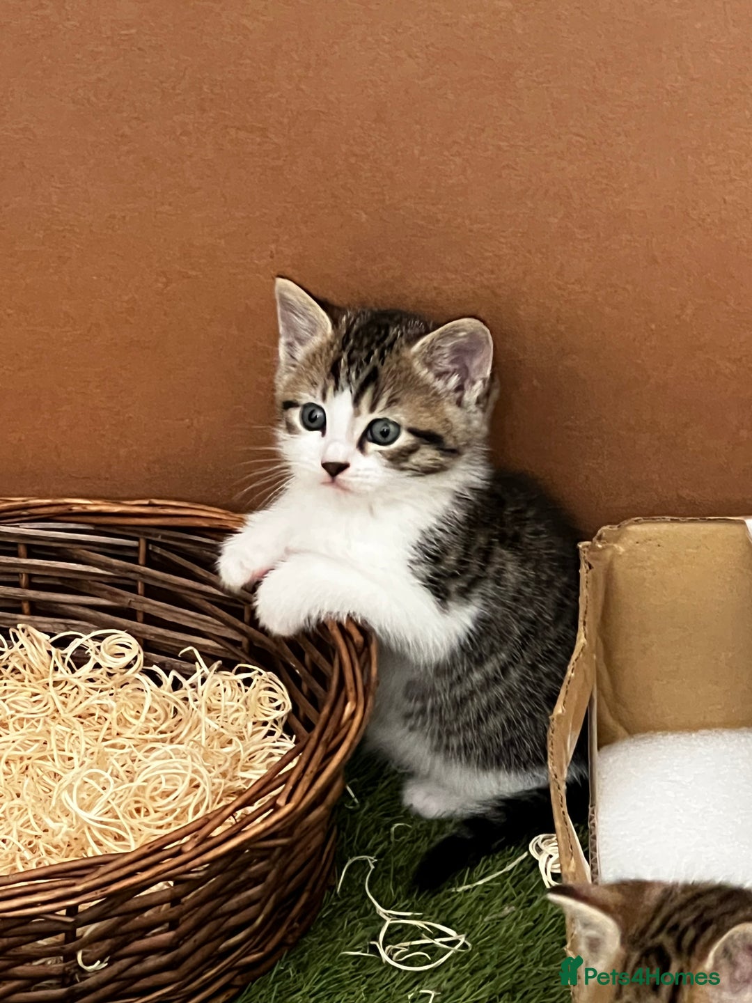 Siberian cats for sale: Half Siberian Wild forest Kittens 2x for £380 - Image 2