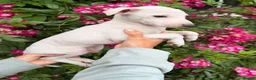 Italian Greyhound dogs for sale: 🐾Stunning cream kc registered Italian greyhound🐾 - Advert 7