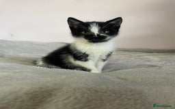 British Shorthair cats for sale: Four kittens ready to go (prices vary) - Image 21